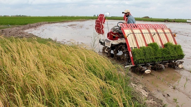 کشت دوم برنج در سایه بحران آب
