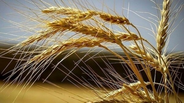 نرخ پیشنهادی 32 هزار تومانی گندم، رد شد