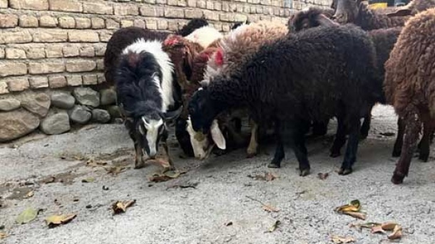 قیمت دام زنده در بازار امروز