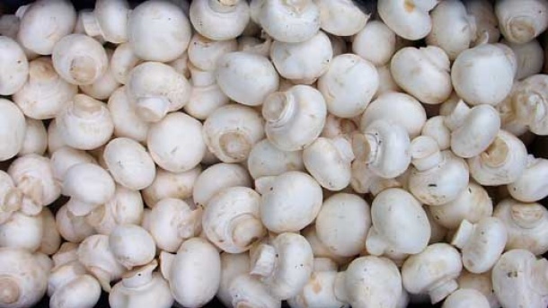 قارچ فلهای کیلویی چند؟