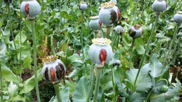 جزئیات بیشتر درباره کشت قانونی خشخاش در ایران