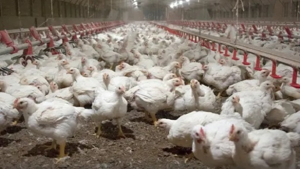 پشت پرده انحصار در صنعت مرغداری