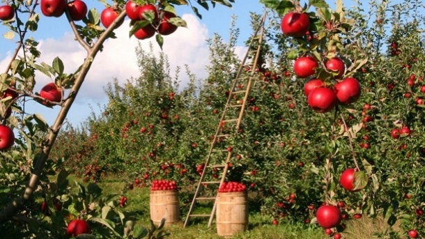 افزایش 300 درصدی قیمت میوه از باغ تا فروشگاه