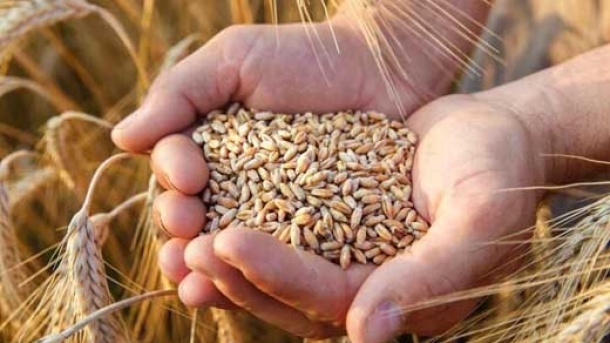 قیمت خرید تضمینی گندم اعلام شد