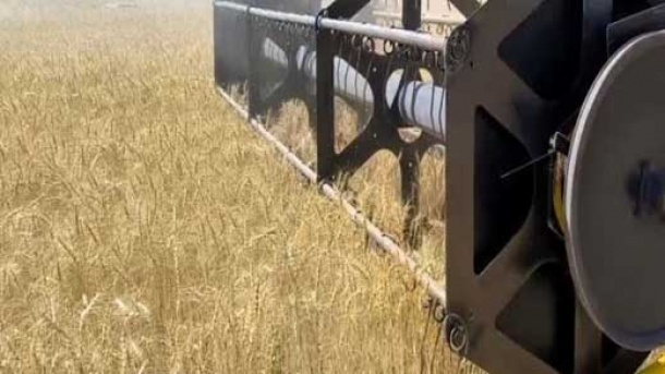 قیمت خرید تضمینی گندم مشخص شد؟