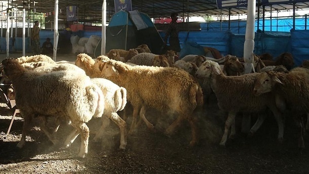 قیمت دام زنده در بازار امروز