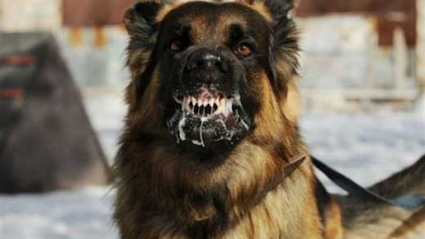 سالانه ۱۵ هزار مورد گزش سگ ثبت می شود!