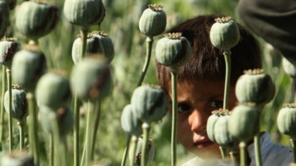 مجازات شدید برای کشت غیرقانونی خشخاش