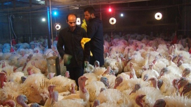 گوشت بوقلمون به سبد کالابرگ اضافه شد