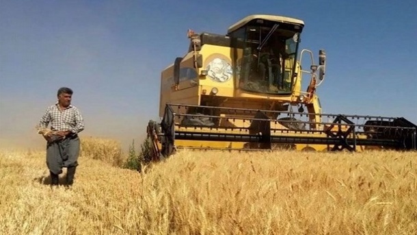 قیمتگذاری گندم؛ معادلهای با چند متغیر پرهزینه