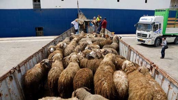 قیمت دام زنده در بازار امروز