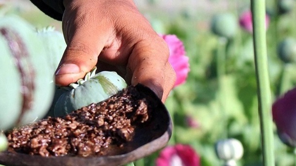 خشخاش به مزارع ایران برمیگردد؟