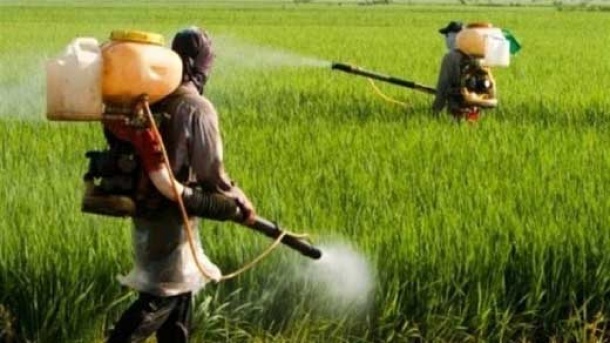 علف‌کش پروپانیل غیر مجاز اعلام شد