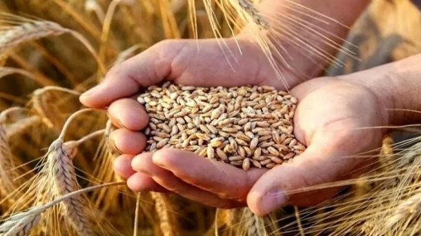 نرخ خرید تضمینی گندم اعلام شد