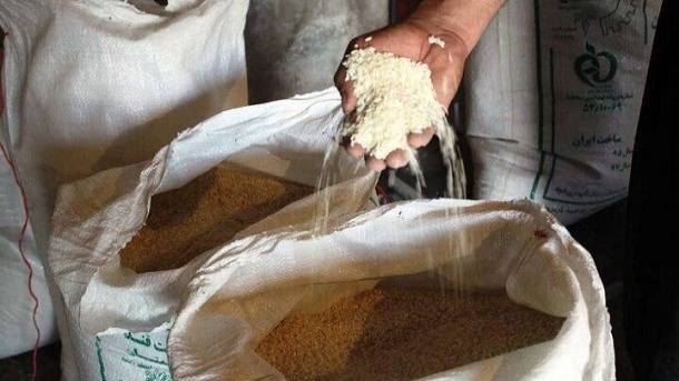 خرید برنج از کشاورزان برای تنظیم بازار کلید خورد