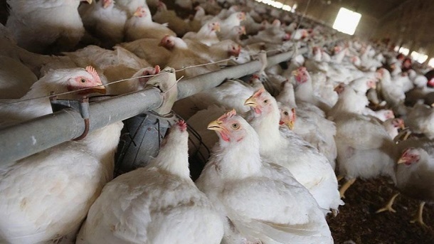 ممنوعیت خروج مرغ از استانها لغو شد