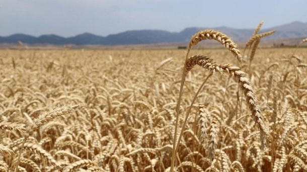 جزئیات بیمه گندم کشاورزان اعلام شد