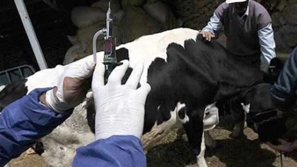 سویه جدید تب برفکی کنترل شد