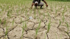 نبرد پنهان برنج و آب در ایران