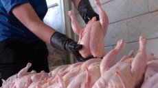 توزیع مرغ گرم با نرخ مصوب 132 هزار تومان 