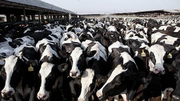 هشدار دامپزشکی و خطر شیوع تب برفکی