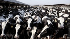 هشدار دامپزشکی و خطر شیوع تب برفکی