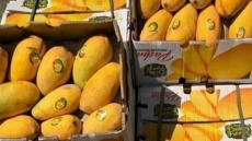 واردات انبه مجاز شد