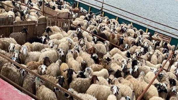 قیمت دام زنده در بازار امروز