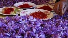 قیمت زعفران سقوط کرد!