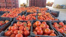 قیمت گوجه کاهش می یابد