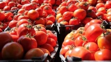 قیمت گوجه کاهشی می شود