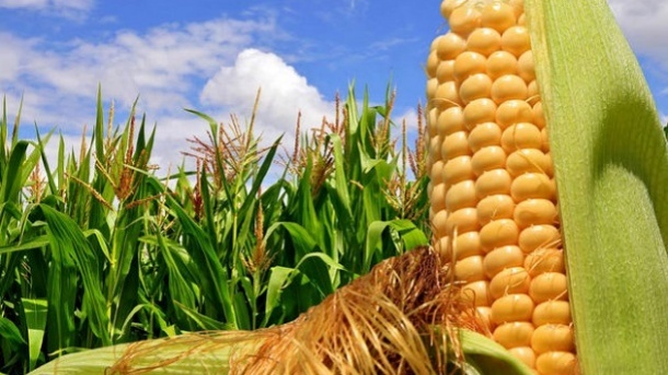 قیمت خرید تضمینی جو و ذرت 23 هزار تومان تعیین شد