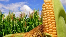 قیمت خرید تضمینی جو و ذرت 23 هزار تومان تعیین شد