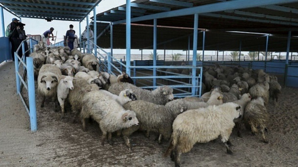 لیست قیمت جدید دام زنده در کشور 1404/09/20