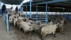 لیست قیمت جدید دام زنده در کشور 1404/09/20