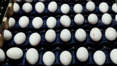 قیمت جدید تخم مرغ اعلام شد