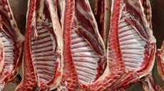 گوشت گوساله چند؟