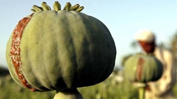 ایران پيشنهاد خريد ترياك از افغانستان را داده است