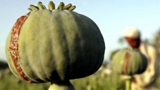 ایران پيشنهاد خريد ترياك از افغانستان را داده است