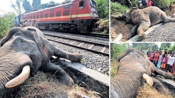 تصادف قطار با گله فیل‌ها