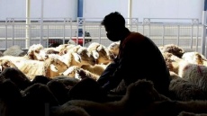 افزایش شدید نرخ دام زنده (قیمت امروز 1404/10/02)