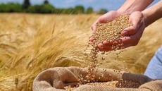 قیمت جهانی گندم افزایش یافت