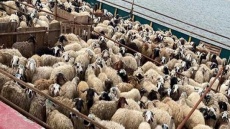 قیمت دام زنده در بازار امروز