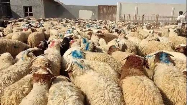 قیمت دام زنده در بازار امروز