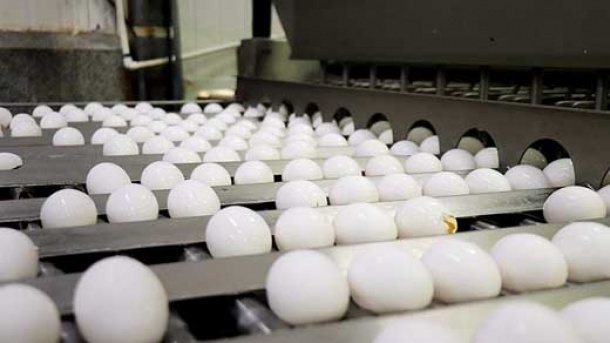 قیمت جدید تخم مرغ در بازار