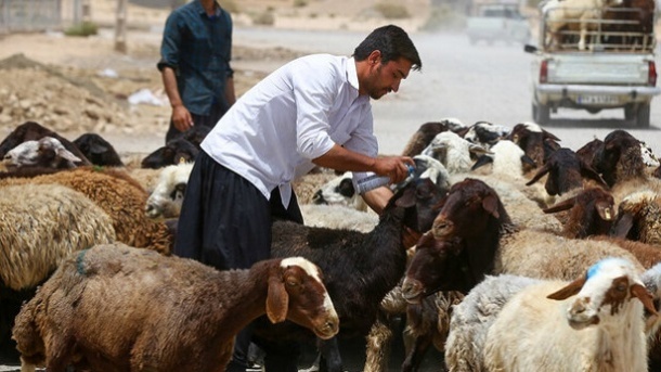 افزایش بی سابقه قیمت دام زنده در کشور 1404/10/30