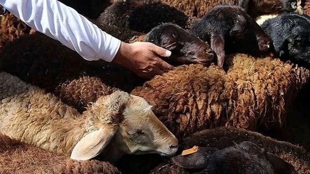 قیمت جدید دام زنده امروز چهارشنبه 1404/11/01