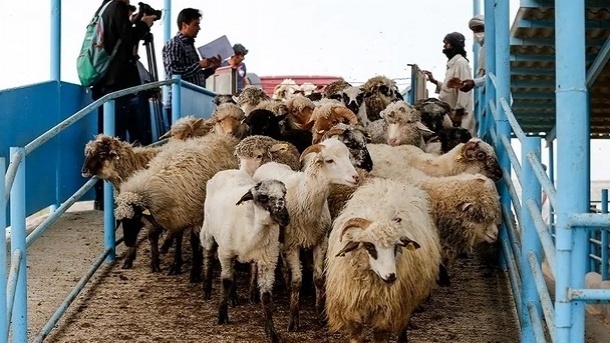 آغاز واردات دام زنده به ایران از پاکستان