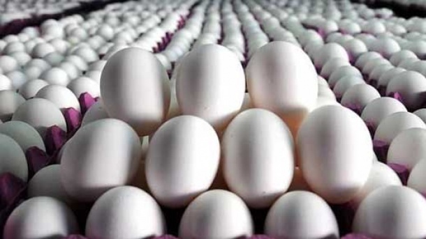 قیمت تخم مرغ در بازار امروز