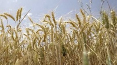 پیشنهاد نرخ ۴۲ هزار تومانی برای خرید تضمینی گندم!